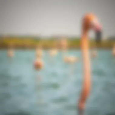 Flamingos Gracefully Roaming the Waters Flamingos in Ras Al Khor Wildlife Sanctuary